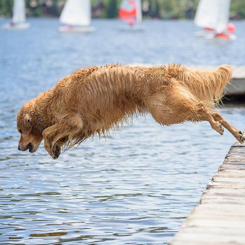 Ledig hundepass aug sept