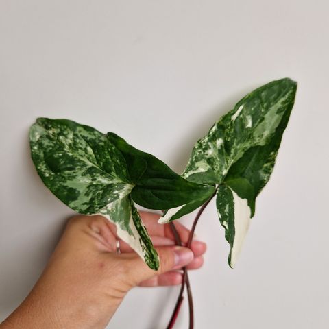 Syngonium Albo Variegata dobbel stikling av plante