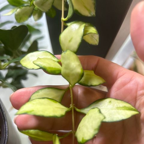Hoya med små blad selges