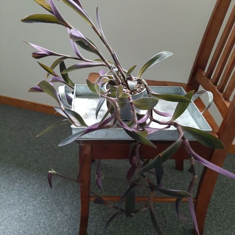 Tradescantia purple hart plante