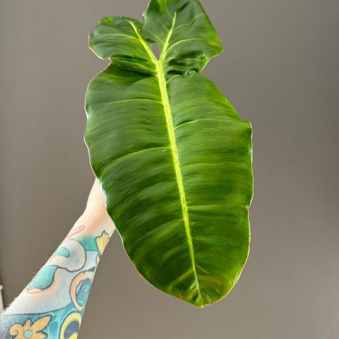 Philodendron Paraiso Verde