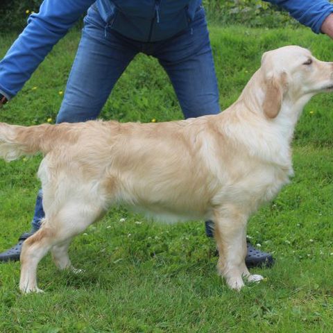 Golden retriver tispe