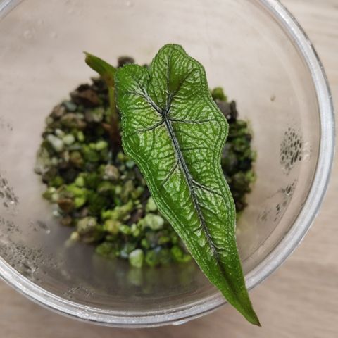 Alocasia Jacklyn småplante