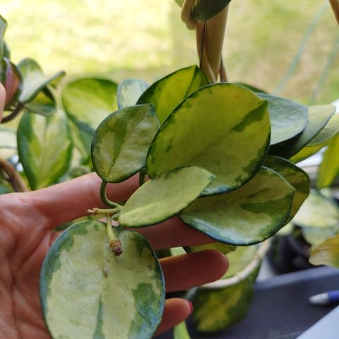 Hoya Carnosa Tricolor