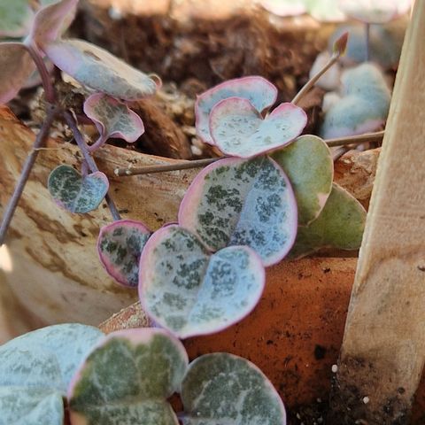 String of Hearts variegata m/ potte(variegert hjerteranke)