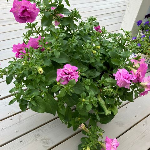 Sjelden dobbel Petunia