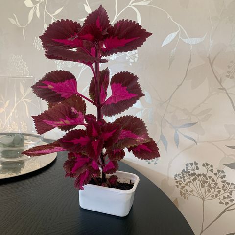 Coleus planter