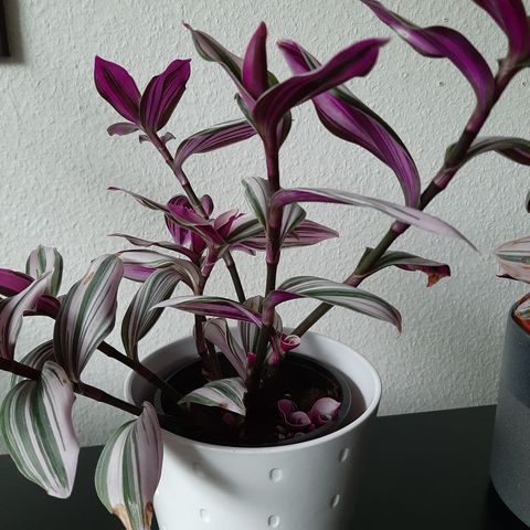 Tradesantia Nanouk plante