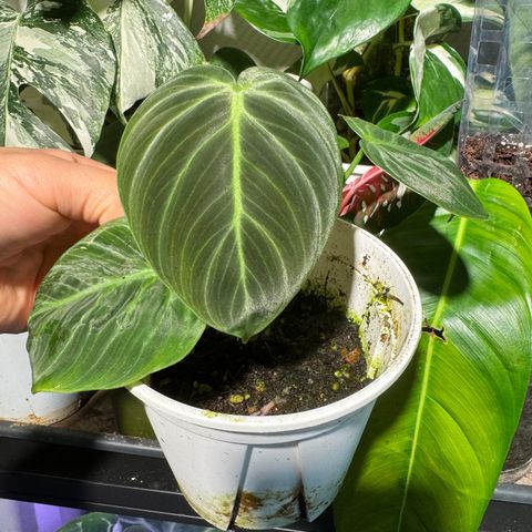 philodendron el choco red Philodendron Rubijuvelie