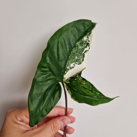 Syngonium Albo Variegata stiklinger av plante