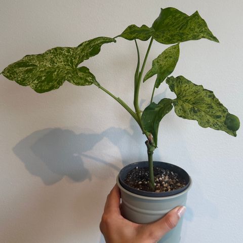 Syngonium Mottled Mojito