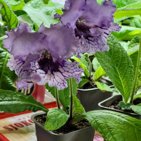 Nydelige streptocarpus