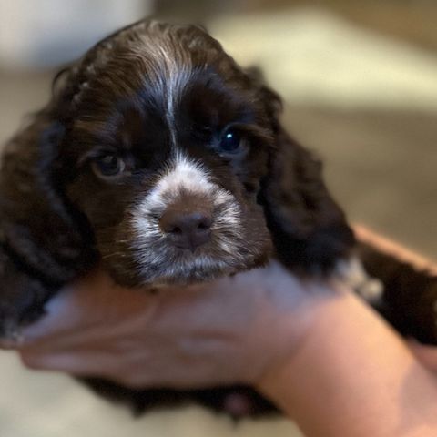 3 nydelige Amerikansk Cocker Spaniel hannvalper