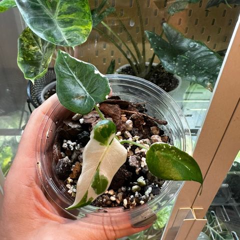 Alocasia Okinawa Silver baby