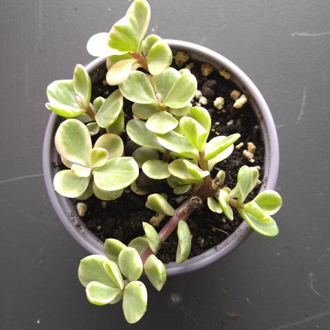 Portulacaria afra 'variegata'