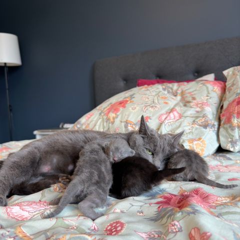 Kitten mixed of Russian blue & Tuxedo Maine Coon