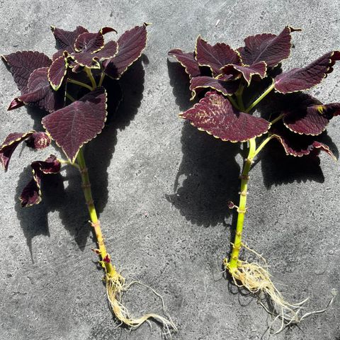 Coleus - praktspragle