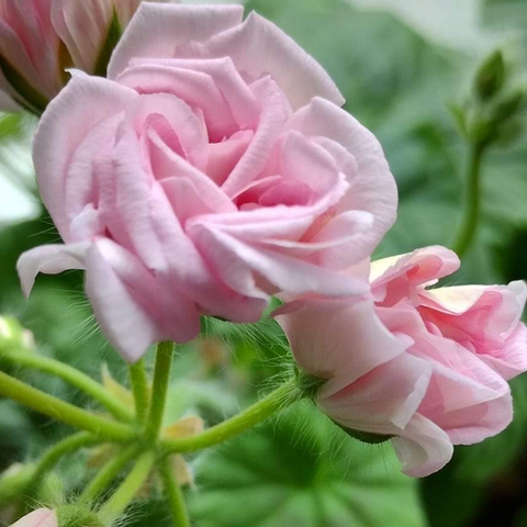 Pelargonium stiklinger