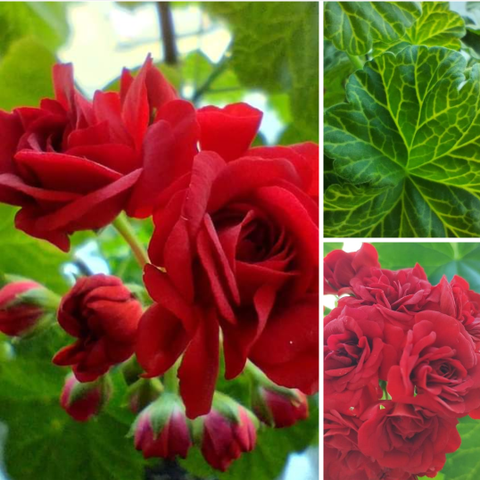 Pelargonium stiklinger