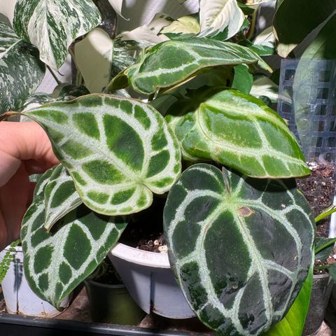 Anthurium Crystallinum Hope Dwarf