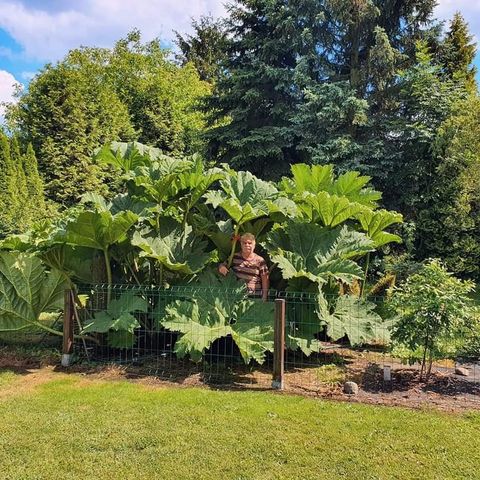 Gunnera og harerug