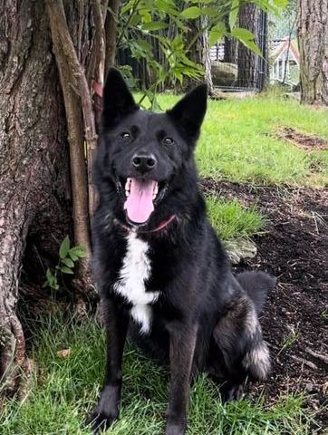 mix Eurasier / Border Collie hann, 5 år