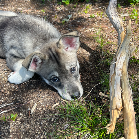 Blandingsvalper Siberian husky og Jämthund