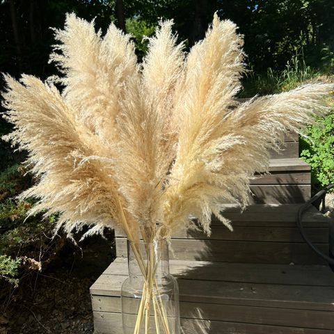 Pampas grass