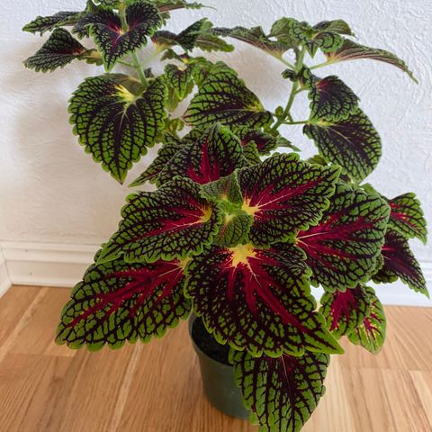 Coleus/praktspragle