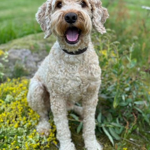 Australian cobberdog , 2 år gammel hannhund - gylden medium