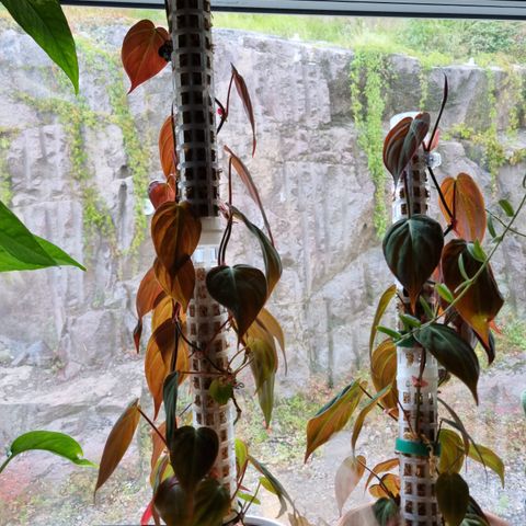 Stiklinger av epipremnum å philodendron