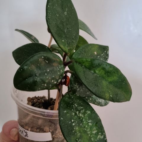 Hoya carnosa polish spot