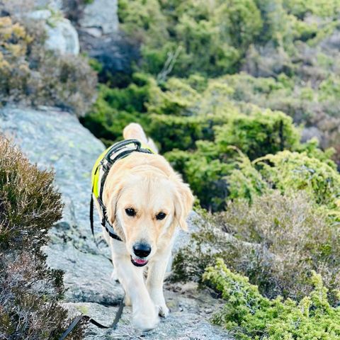 Fôrvert søkes til golden retriever