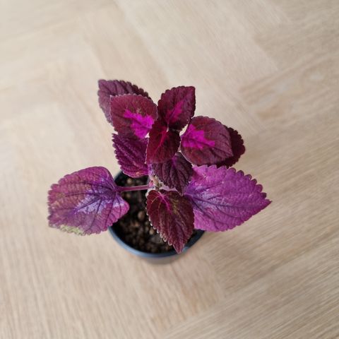 Coleus tre, china rose