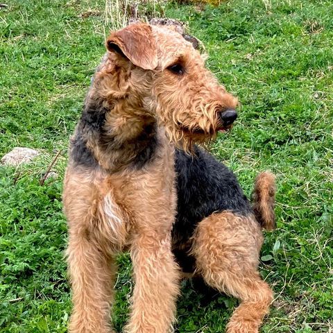 Airedale Terrier hannhund ønsker fôrvertfamilie i Trøndelag