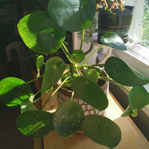 Pilea 14 cm