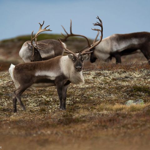 Villreinjakt Ringebu ønskes kjøpt