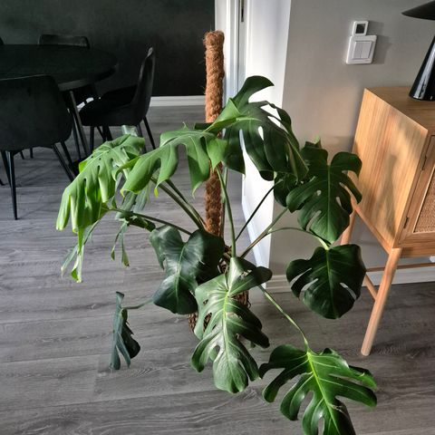 Monstera Deliciosa