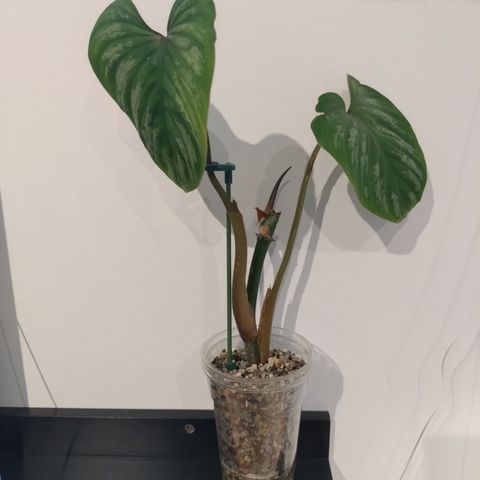 Philodendron plowmanii.