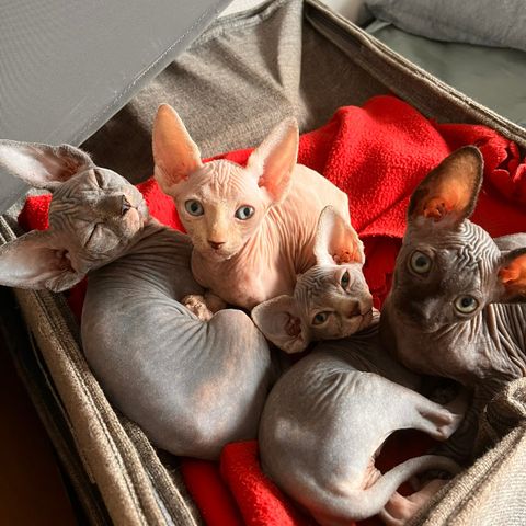 Sphynx kattunger