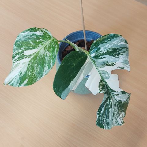 Monstera variegata