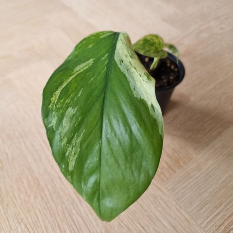 Epipremnum, Marble queen