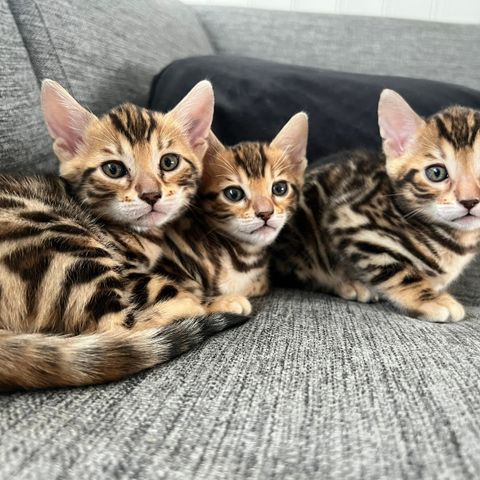 Renrasede bengalkattunger - 1 igjen - leveringsklare 22/8