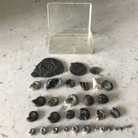 Fossil Collection - Pyrite Ammonites ++