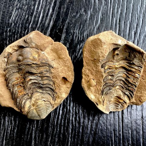 6,5 cm høy trilobitt fossil i en delt sten