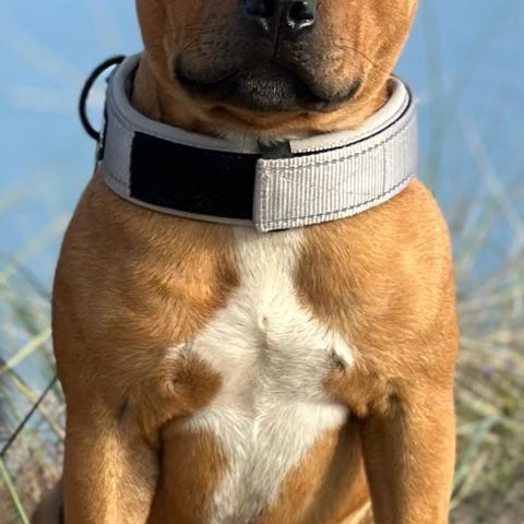 Staffordshire Bull Terrier hannhund