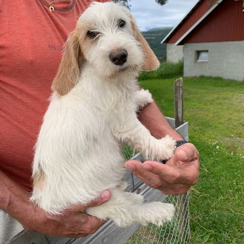 Jakthund. Familiehund. Petit Bassett Griffon Vendeen. Rådyrhund. Harehund.