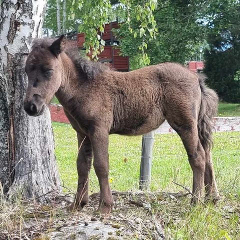 Shetlandsponni føll