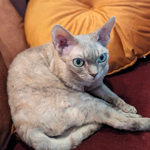 Devon Rex jente omplasseres.