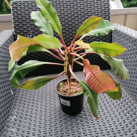 Madagaskar Juvel plante